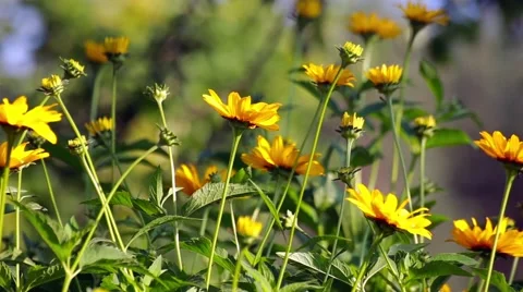 Bright Mallow flowers in garden Stock Footage 66436742