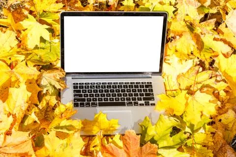 Bright maple leaf on the laptop, top view. Golden autumn background Stock Photos