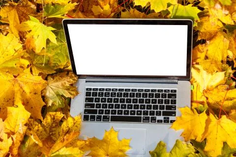 Bright maple leaf on the laptop, top view. Golden autumn background Stock Photos