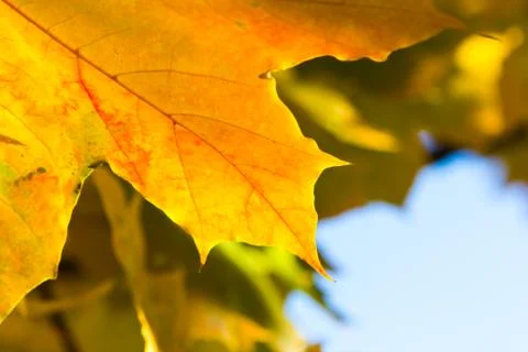 Bright maple leaf Stock Photos