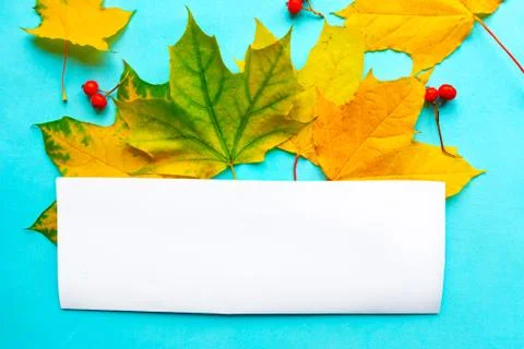 Bright maple leafs and mockup blank on bright blue background. Autumn concept Stock Photos