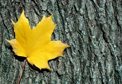 Bright maple leaves and maple trunk. Closeup. Bark maple texture background Stock Photos