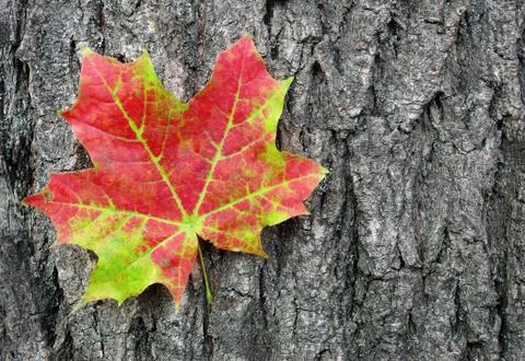Bright maple leaves and maple trunk. Closeup. Stock Photos