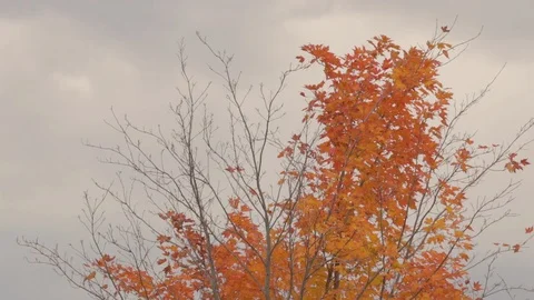 Bright maple leaves in Fall with clouds moving Stock Footage 96769798