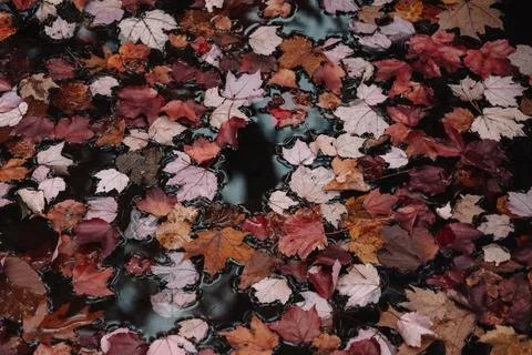 Bright maple leaves in a puddle. Beautiful autumn atmosphere image. vivid autumn Stock Photos