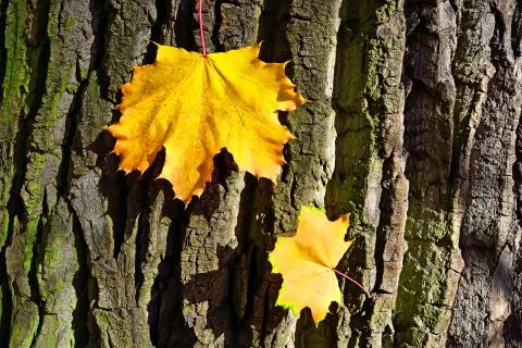 Bright maple suns Stock Photos