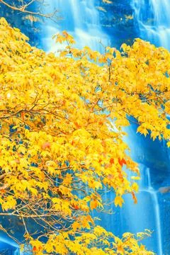Bright maple trees in front of a waterfall in autumn. Stock Photos