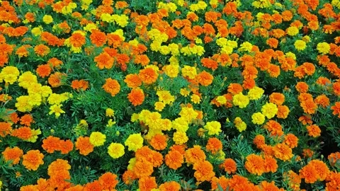 Bright marigolds bloom in a garden during spring in a colorful display Stock Footage 341411449