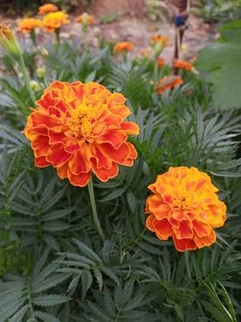 Bright marigolds Stockfoto's