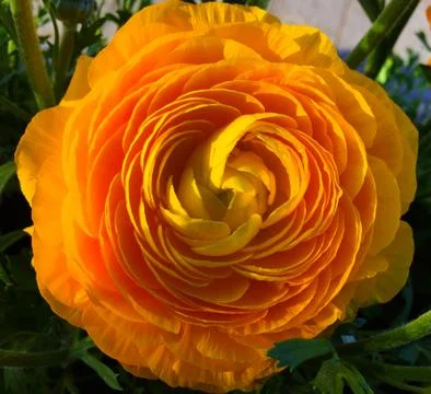 Bright Mariold in bloom Stock Photos