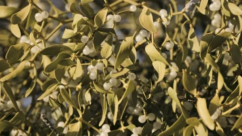 Bright mistletoe on an old tree Stock Footage 303749827