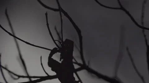 Bright Moon Behind Tree Branches HD Video Stock Footage 24632914