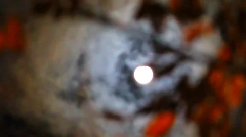 Bright moon with clouds and leaves Stock Footage 38283980