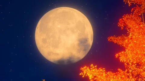 The bright moon on the night of Mid-Autumn Festival Stock Footage 318565616