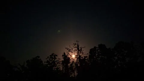 Bright Moon Shining Behind Dark Tree Silhouettes 库存影片 336708020