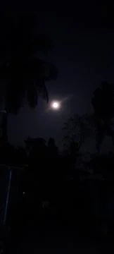 Bright moon shining through trees in the dark night sky landscape Stock Photos