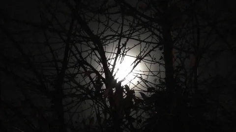 Bright moon through branches Stock Footage 92480260