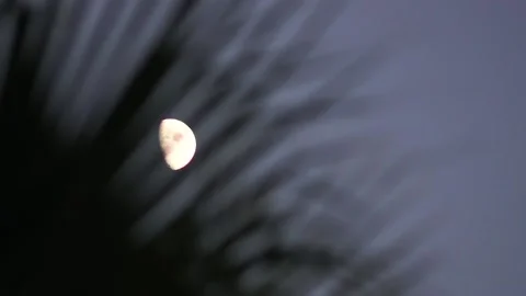 Bright moonlight at dusk through palm foliage Stock Footage 94330723
