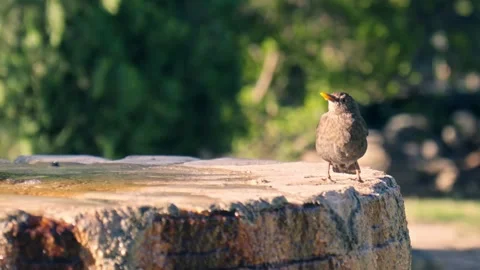 Bright morning featuring a curious bird by the fountain Stock Footage 308812302