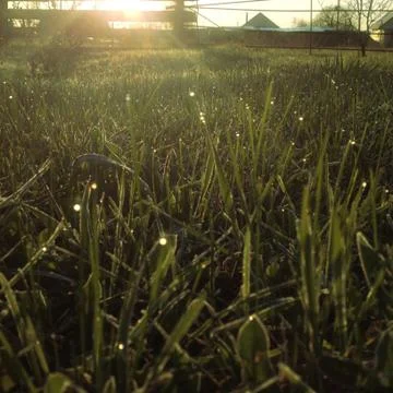 Bright Morning Grass Stock Photos