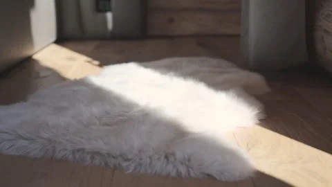 Bright morning sunlight casting a moving shadow over a white fluffy sheepskin Stock Footage 334712545