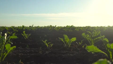 Bright morning sunlight illuminates young plants growing in a field, showcasing Stock Footage 320436592