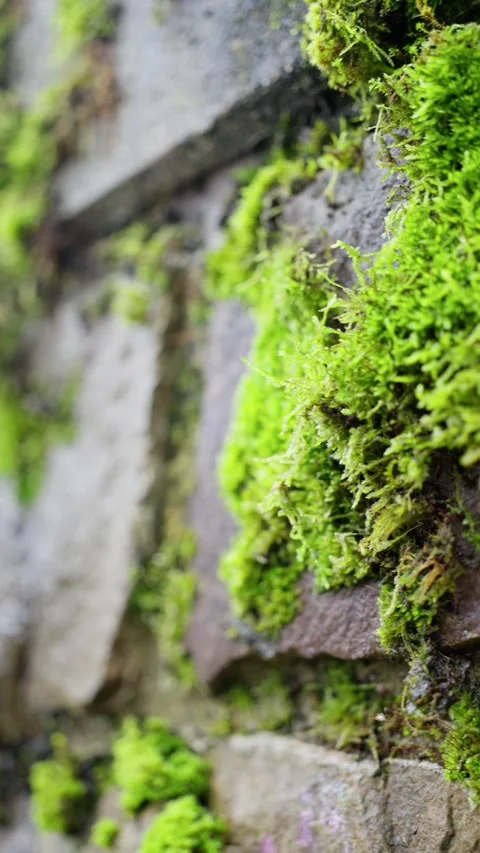 Bright moss thriving on weathered stone wall, closeup view of vibrant moss Stock Footage 322522809