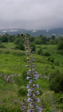 Bright mountain flower against the backdrop of green mountains and valleys Stock Photos
