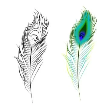 Bright multi colored and black and white peacock feather. Design element Stock Illustration