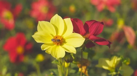 Bright multi-colored flowers with bee and bumblebee close-up. Stock Footage 67420938