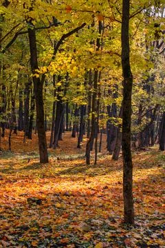 Bright multi-colored foliage of trees and fallen leaves in a city park in aut Stock Photos