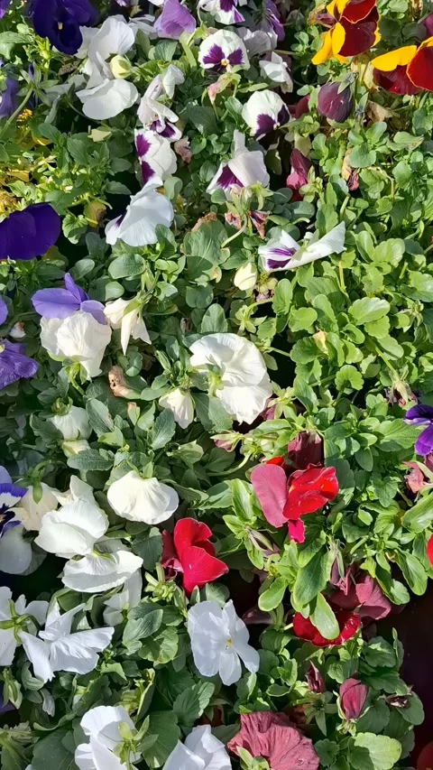 Bright multi-colored pansies in a flowerbed 스톡 동영상 337344123
