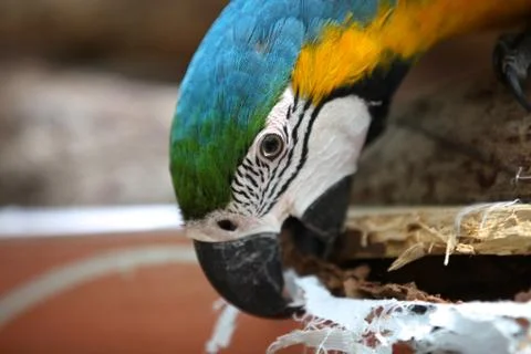 Bright multi-colored parrots sit on a branch 库存照片