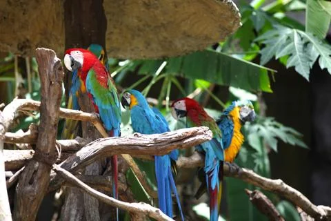 Bright multi-colored parrots sit on a branch Foto stock