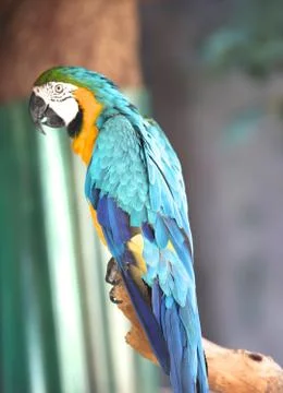 Bright multi-colored parrots sit on a branch Stock-Fotos