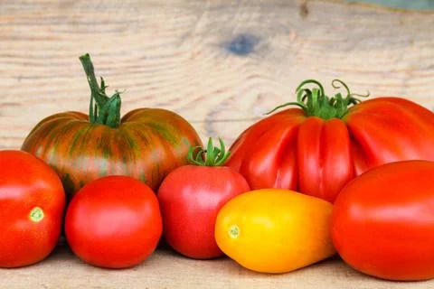 Bright multi-colored tomatoes of different sizes. Red, yellow, variegated, large Stock Photos