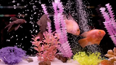 Bright multi-colored tropical fish in the aquarium Stock Footage 122217914