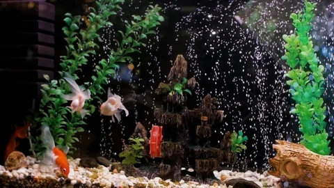 Bright multi-colored tropical fish in the aquarium Stock Footage 122217986