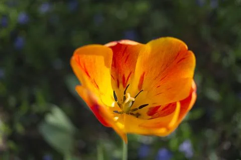 Bright multi-colored tulip. Stock Photos