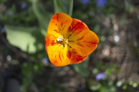 Bright multi-colored tulip. Stock Photos