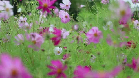 Bright multicolored fresh cosmos sulphereus blooming flower field Video stock 160242140