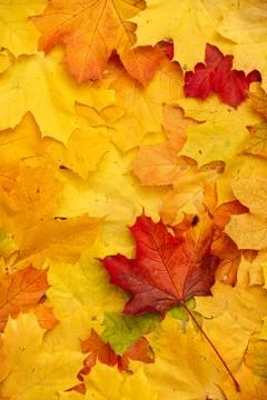 Bright multicolored maple leaves lying on the ground. Top view of the red, or Stock Photos
