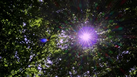Bright multicolored rays of the sun shine through the branches Stock Footage 277093287