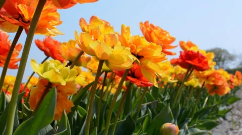 Bright multicoloured tulips captured from below, Netherlands Stock Footage 37294583