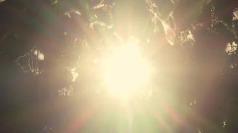 Bright mystical sunlight through the leaves at sunset, heavenly / vintage (4k) Vídeos de archivo 276712480