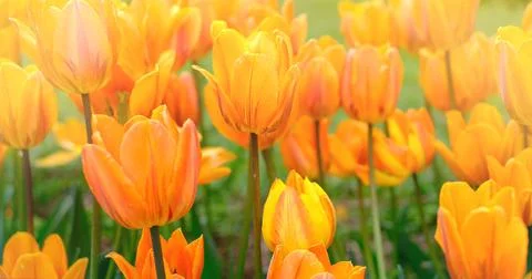 Bright natural background for your projects from bright orange tulip flowers Stock Photos