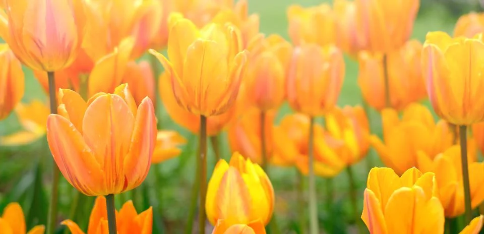 Bright natural background for your projects from bright orange tulip flowers Stock Photos