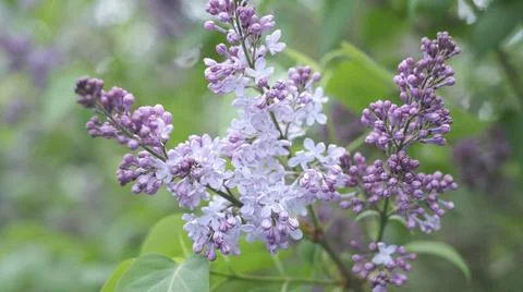 Bright natural background for your projects from violet lilac flowers against Stock Photos