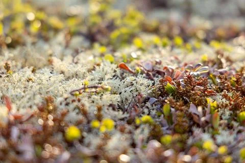 Bright natural pattern of moss and small succulents with white dry branches.. Stock Photos