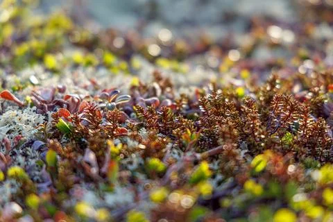 Bright natural pattern of moss and small succulents with white dry branches. 写真素材